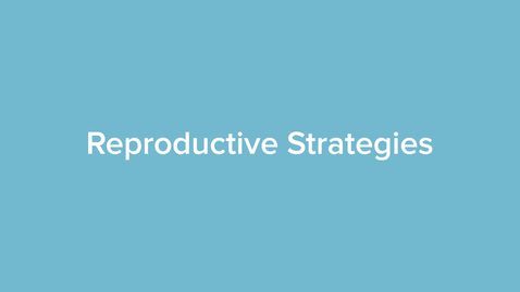 Thumbnail for Reproductive Strategies