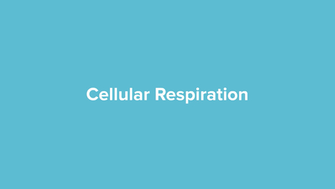 Thumbnail for Cellular Respiration