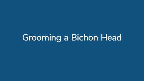 Thumbnail for Grooming a Bichon Head