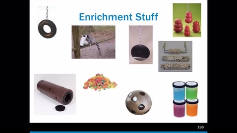 Thumbnail for Nonhuman Primates - Part 2