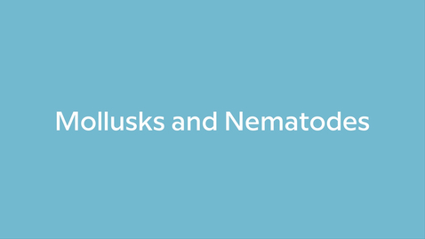 Thumbnail for Mollusks and Nematodes