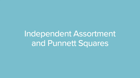 Thumbnail for Independent Assortment and Punnett Squares