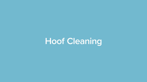 Thumbnail for Hoof Cleaning