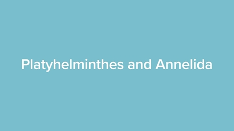Thumbnail for Platyhelminthes and Annelida