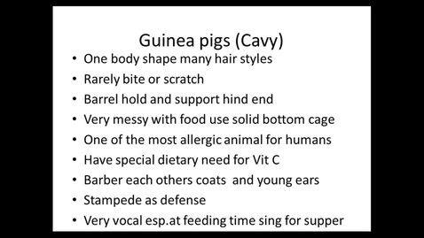 Thumbnail for Intro To Vet Tech Webinar - Rats, Guinea Pigs, and Rabbits