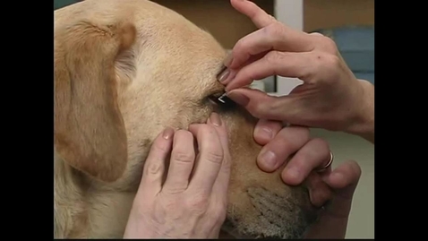 Thumbnail for  Small Animal Nursing 16 Schirmer Tear Test