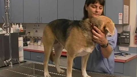 Thumbnail for Dogs: Sitting Restraint