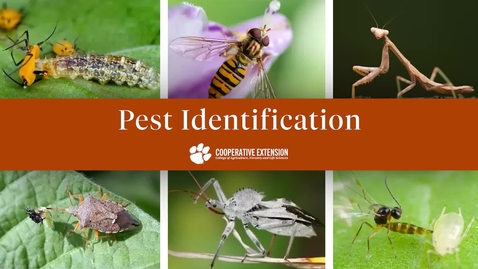 Thumbnail for Introduction to Natural Enemies of Fruit and Vegetable Insect Pests