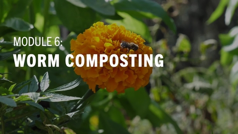 Thumbnail for Worm Composting