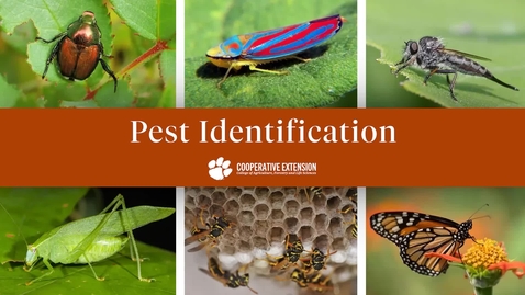 Thumbnail for Insect Pests of Fruit and Vegetable Crops