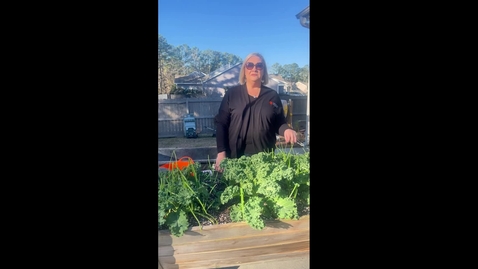 Thumbnail for Harvesting Kale with Amy Dabbs
