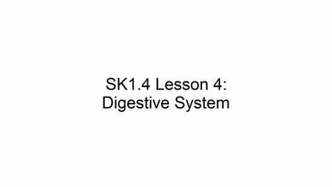 Thumbnail for SK1.4 L4 Digestive System