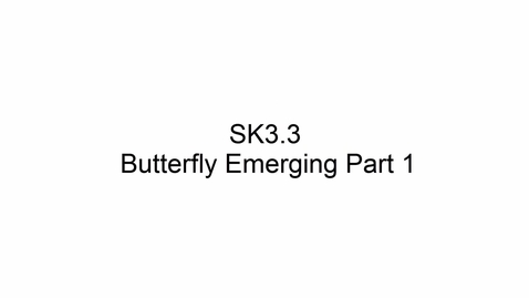 Thumbnail for SK3.3 Butterfly Emerging 1