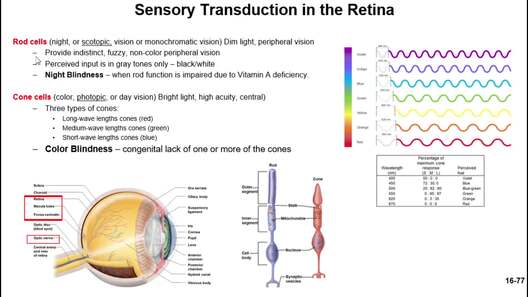 Sensory Transduction