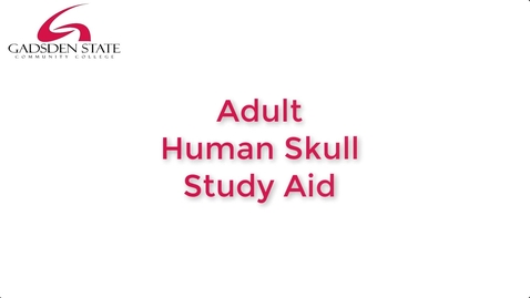 Thumbnail for Adult Human Skull Study Aid