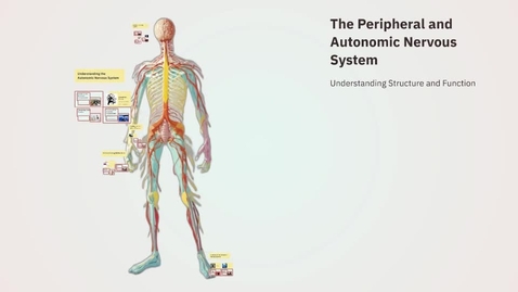 Thumbnail for the-peripheral-and-autonomic-nervous-system
