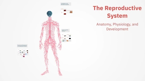 Thumbnail for the-reproductive-system
