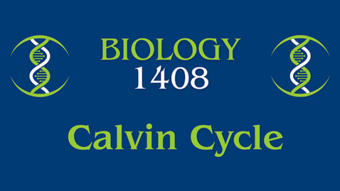Thumbnail for Calvin Cycle