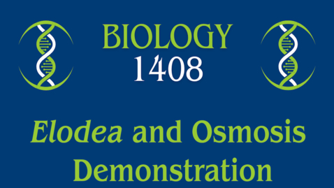 Thumbnail for Lab: Elodea and Osmosis Demonstration
