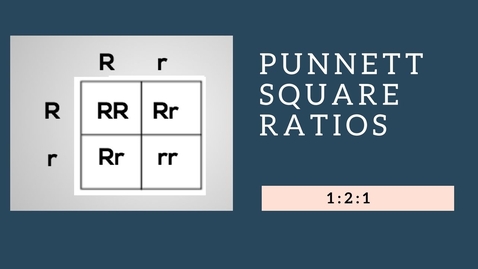 Thumbnail for Genotypic Ratios and Phenotypic Ratios for Punnett Squares