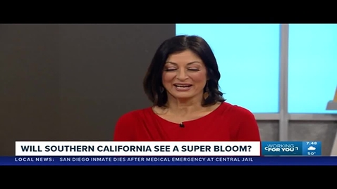 Thumbnail for Super bloom or bust? What desert wildflowers can teach us