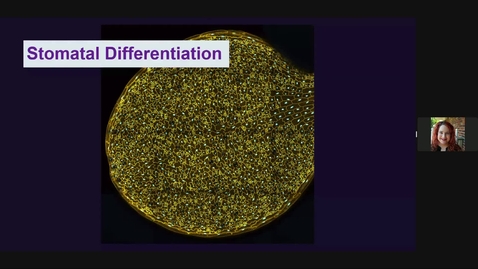 Thumbnail for Renee Dale – Building mathematical models to understand plant adaptation to environmental stress