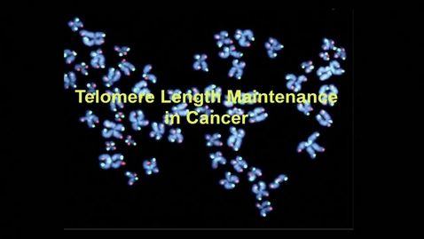 Thumbnail for Jan Karlseder – Telomere Maintenance in Normal &amp; Cancer Cells