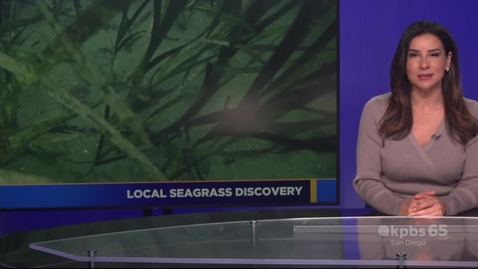 Thumbnail for Local seagrass discovery