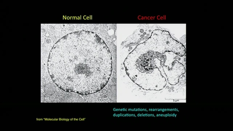 Thumbnail for Bev Emerson – Cancer Transcription &amp; Epigenetics