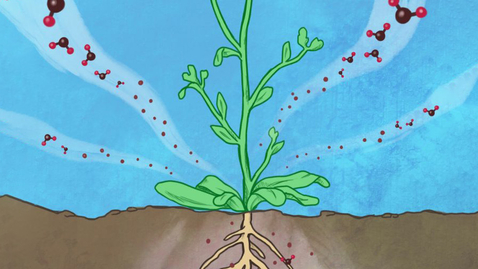 Thumbnail for entry  Professor and Co-director of Salk's Harnessing Plants Initiative Wolfgang Busch - Podcast Season 2