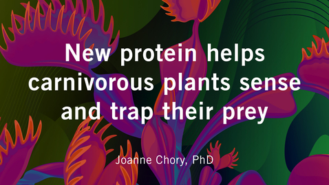 Thumbnail for New protein helps carnivorous plants sense and trap their prey