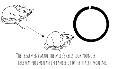Thumbnail for Cell rejuvenation therapy safely reverses aging in mice