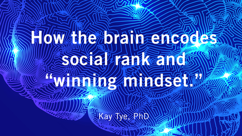 Thumbnail for How the brain encodes social rank and &quot;winning mindset.&quot;