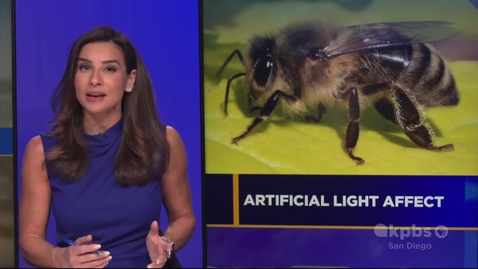 Thumbnail for Emily Manoogian on KPBS: Artificial light impact on circadian rhythm