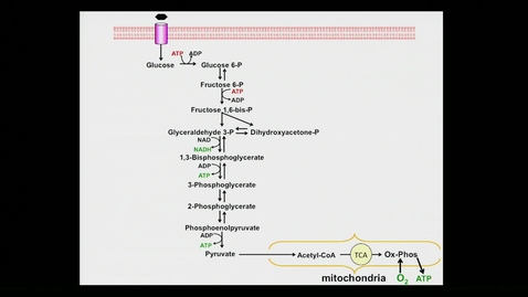 Thumbnail for Reuben Shaw – Cancer and Metabolism