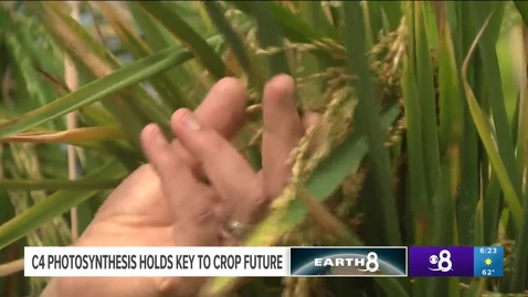 Thumbnail for C4 Photosynthesis Holds Key to Crop Future