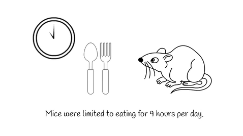 Thumbnail for Benefits of time-restricted eating depend on age and sex