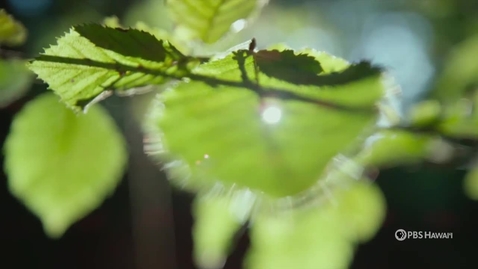 Thumbnail for Joanne Chory on PBS: The Age of Nature