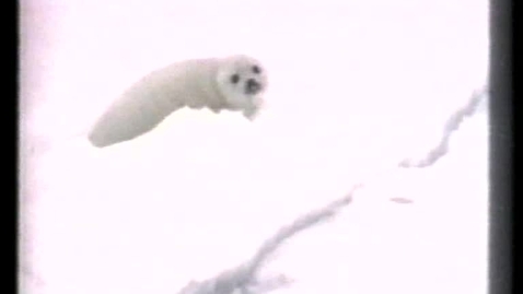 Thumbnail for Seal mourning
