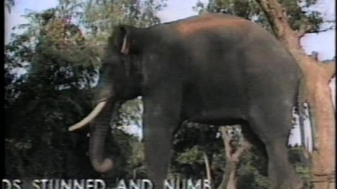 Thumbnail for Ganapati: A spirit in the bush