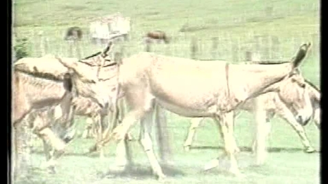 Thumbnail for The Donkey is our Bother