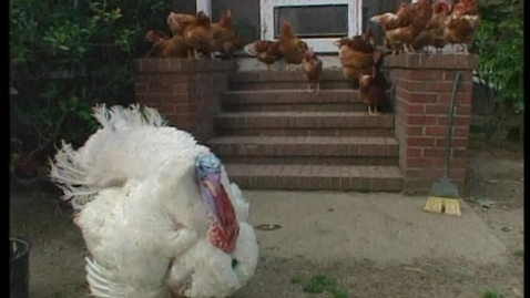 Thumbnail for Chickens Are People Too
