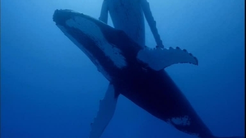 Thumbnail for The Whale