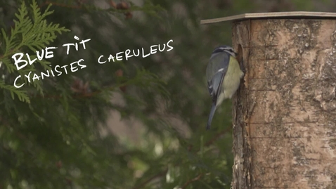 Thumbnail for One Million Birdhouses