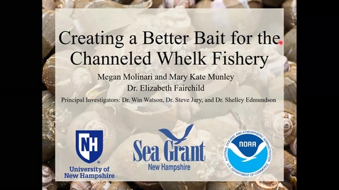 Thumbnail for entry Creating a Better Bait for the Channeled Whelk Fishery