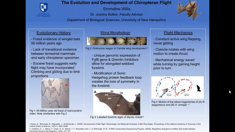 Thumbnail for The Evolution and Development of Chiropteran Flight