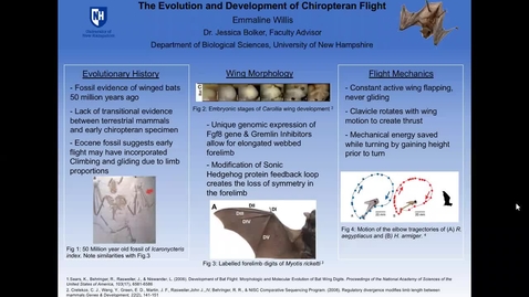 Thumbnail for entry The Evolution and Development of Chiropteran Flight