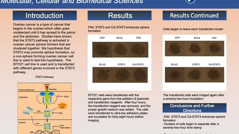 Thumbnail for entry The Role of STAT3 in Ovarian Cancer Sphere Formers