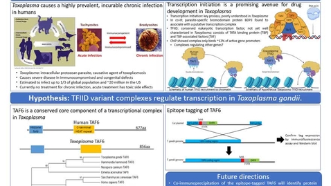 Thumbnail for Factor Fiction? Identifying a Putative Toxoplasma gondii Transcriptional Complex