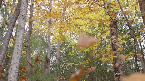 Thumbnail for THRIVE Spring 2022: Protecting New Hampshire Forests